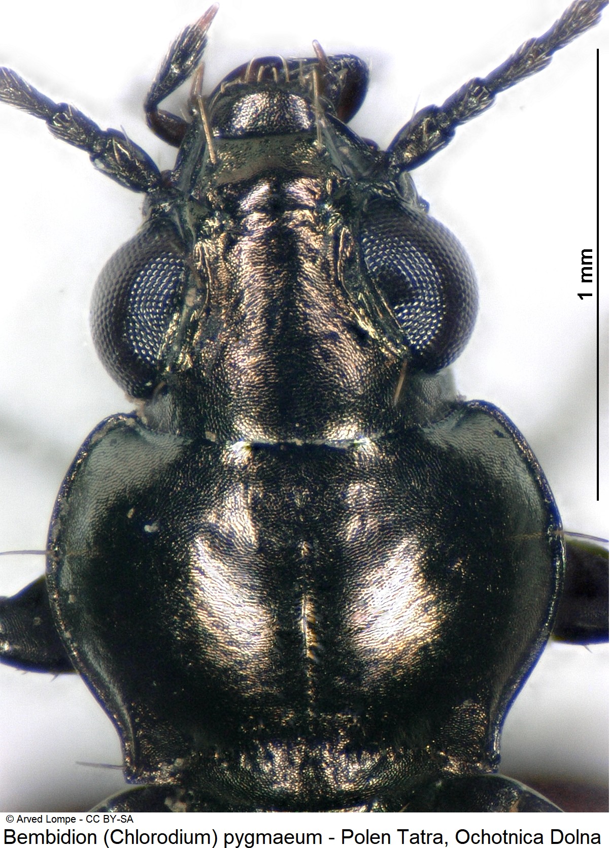bembidion_pygmaeum_ck32789124_vk.jpg