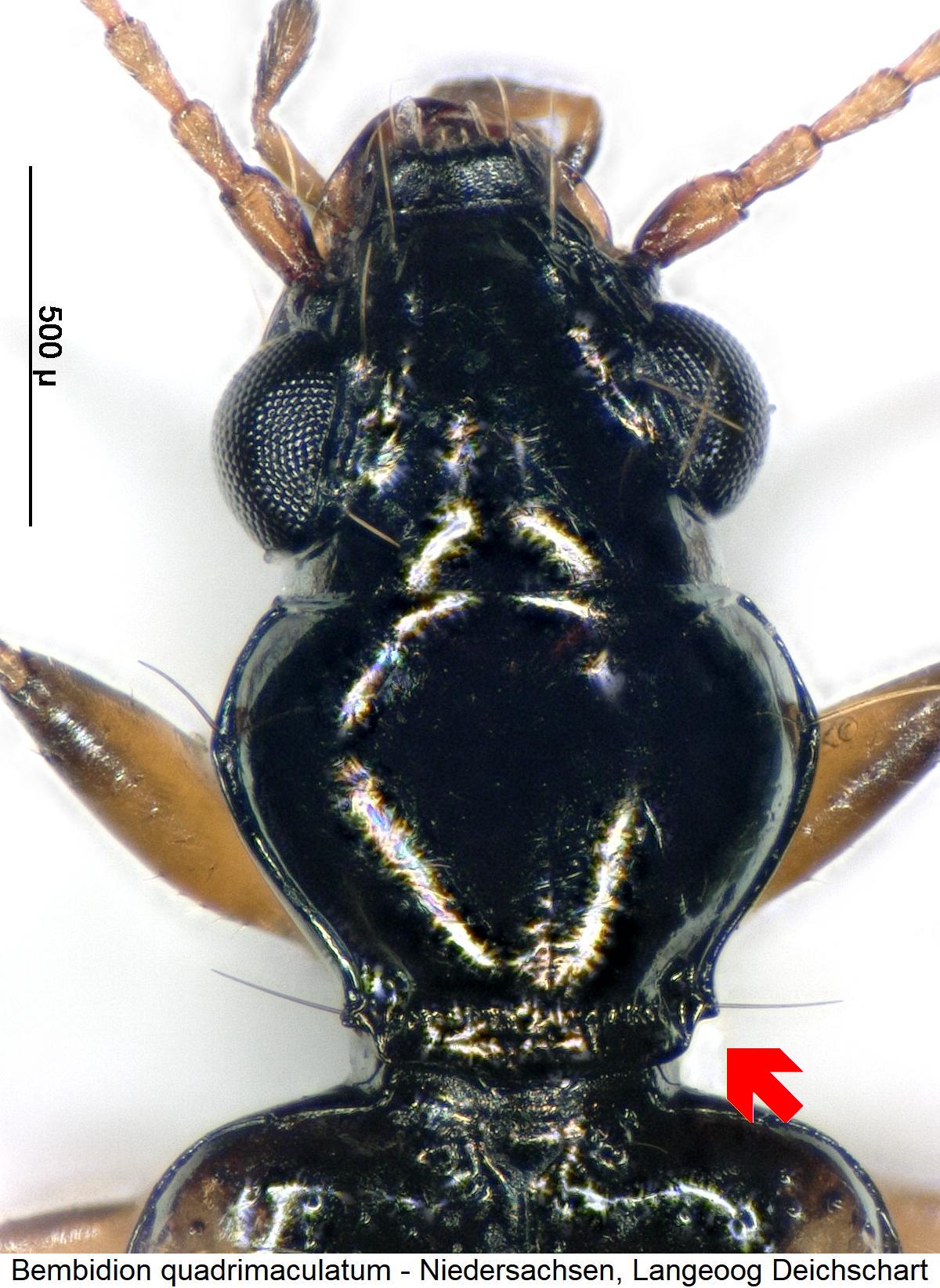 bembidion_quadrimaculatum_vk.jpg