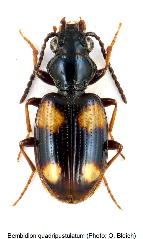 bembidion_quadripustulatum_hab.jpg
