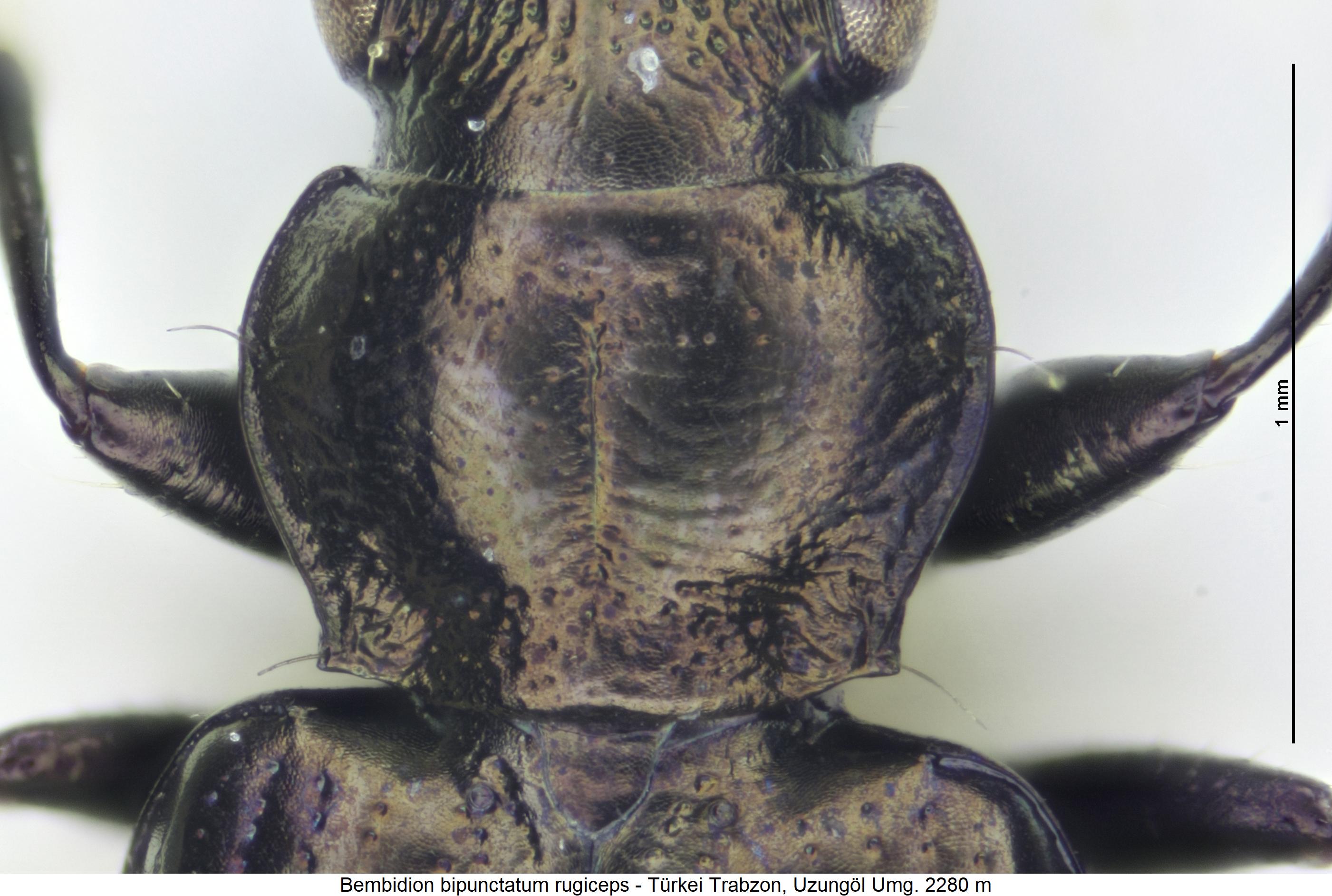 bembidion_rugiceps_hsch.jpg