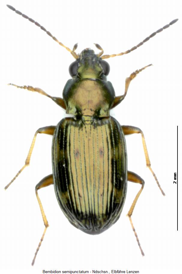bembidion_semipunctatum_hab.jpg