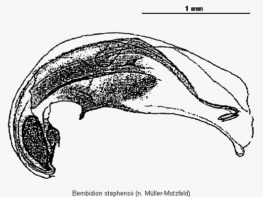 bembidion_stephensii.gif
