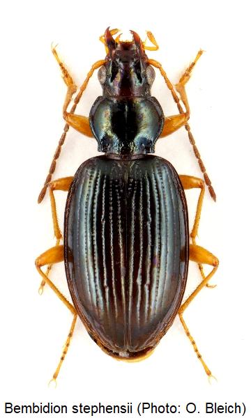 bembidion_stephensii_hab.jpg