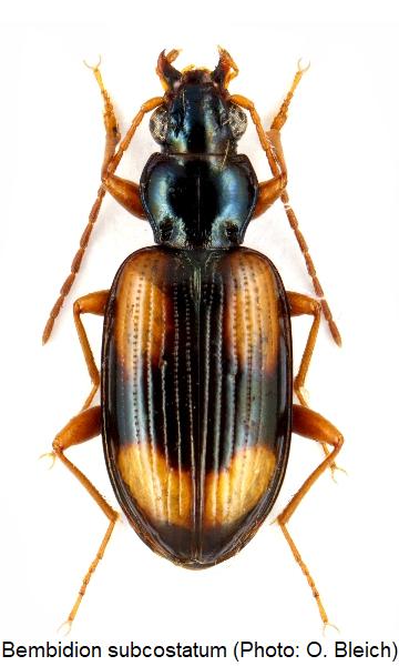 bembidion_subcostatum_hab2.jpg
