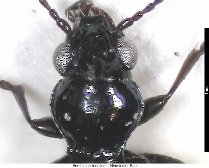 bembidion_tenellum_vk.jpg