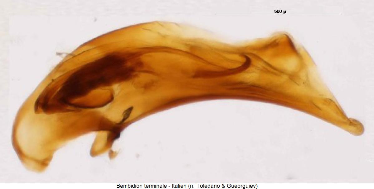 bembidion_terminale.jpg