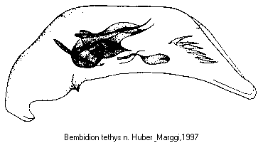 bembidion_tethys1.gif