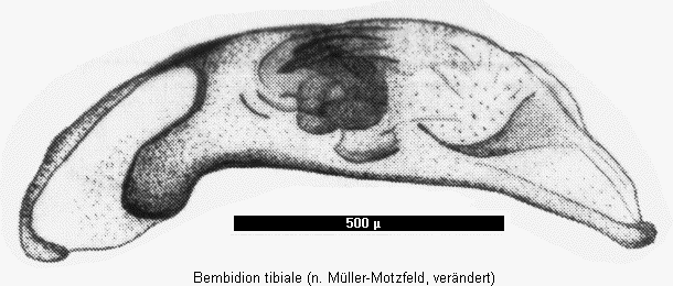 bembidion_tibiale.gif