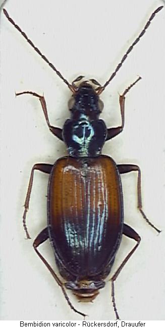 bembidion_varicolor_hab.jpg