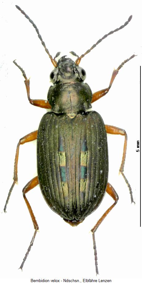 bembidion_velox_hab.jpg