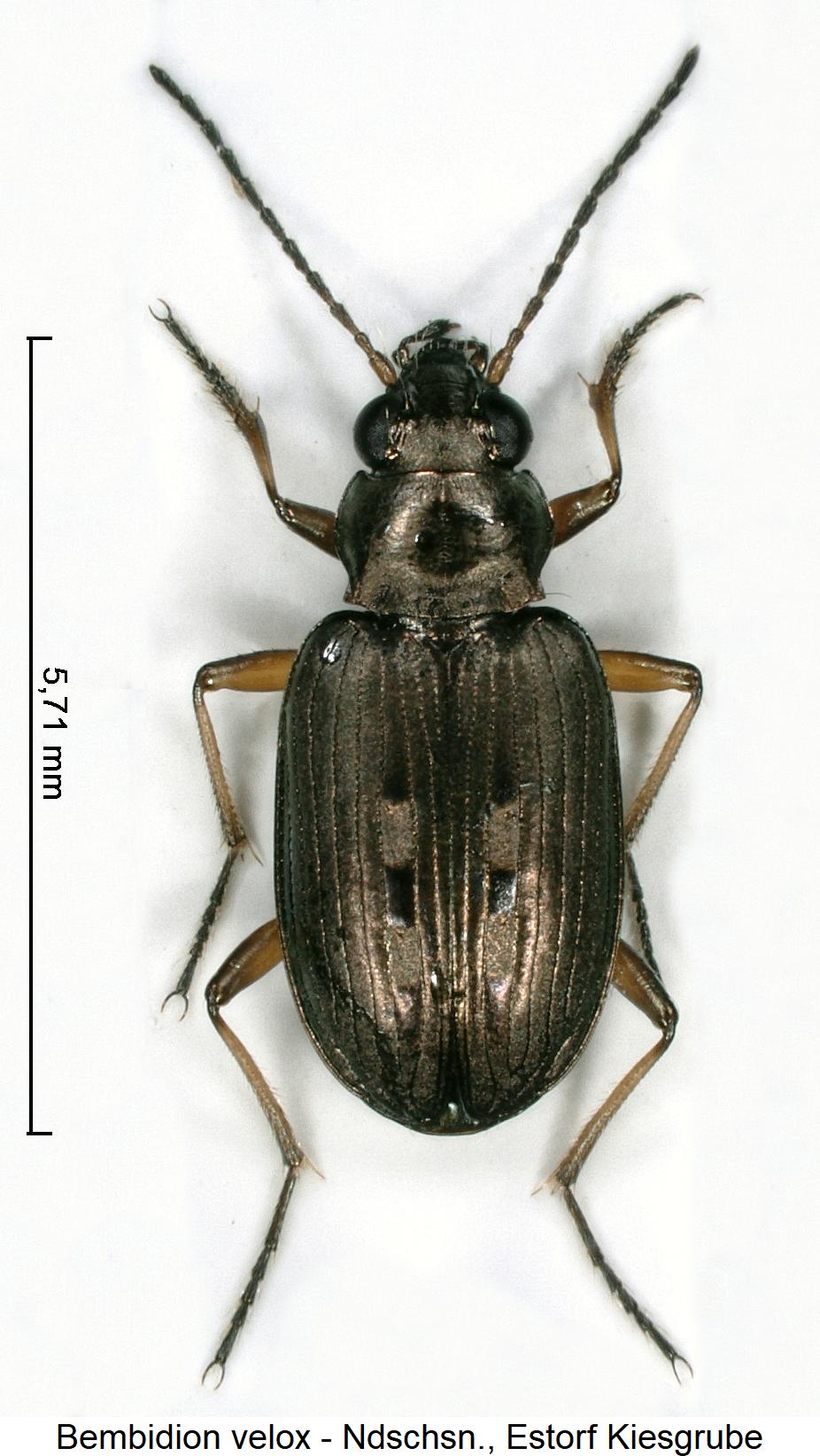 bembidion_velox_hab1.jpg