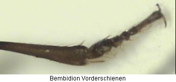 bembidion_vschn.jpg