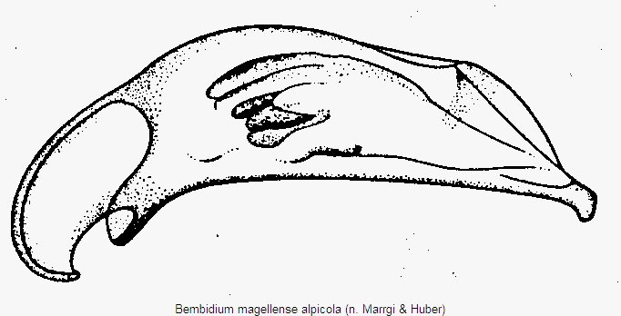 bembidium_alpicola.gif