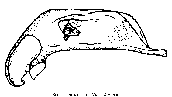 bembidium_jaqueti.gif