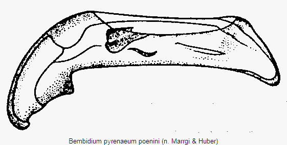 bembidium_poenini.gif