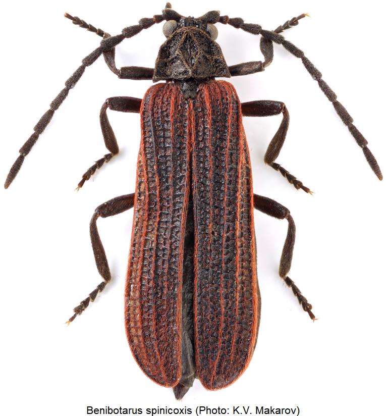 benibotarus_spinicoxis_hab.jpg