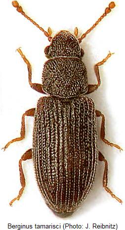berginus_tamarisci_hab.jpg