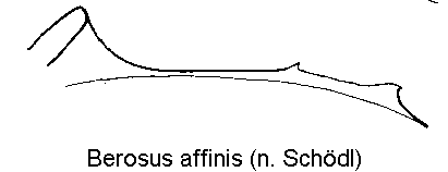 berosus_affinis_mbr.gif