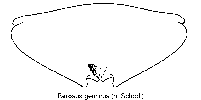 berosus_geminus_ster.gif