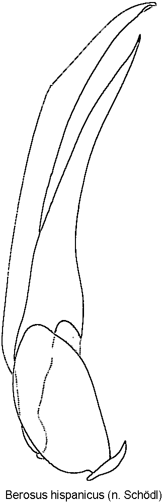 berosus_hispanicus.gif
