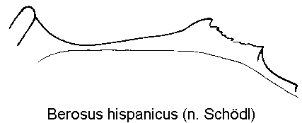 berosus_hispanicus_mbr.gif