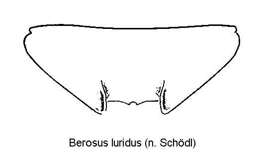 berosus_luridus_ster.gif