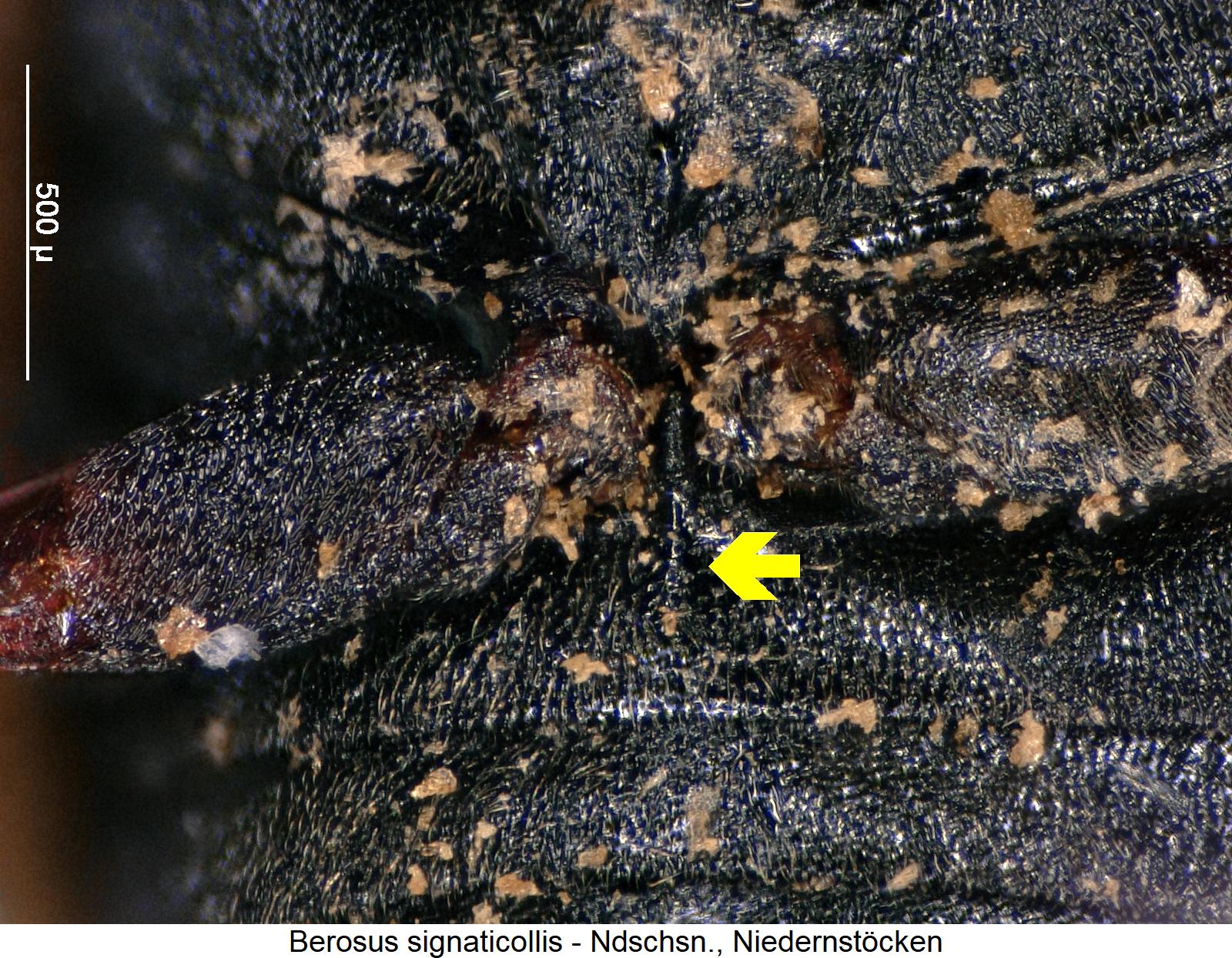 berosus_signaticollis_abd.jpg