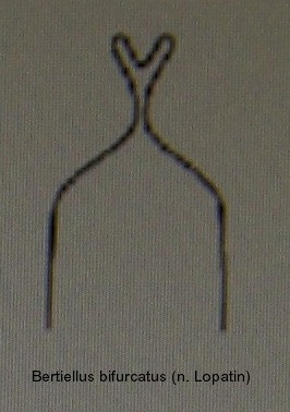 bertiellus_bifurcatus_aed.jpg