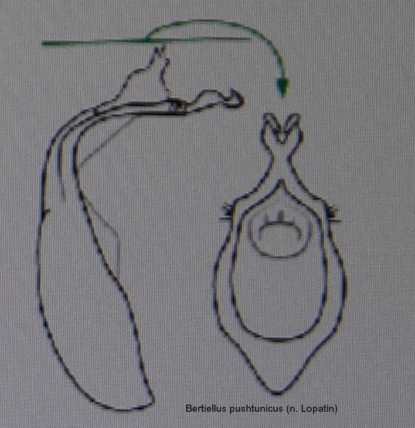 bertiellus_pushtunicus_aed.jpg