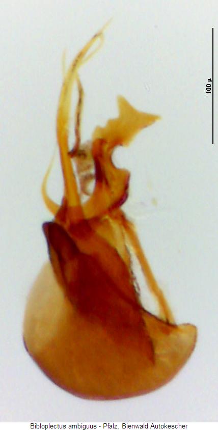 bibloplectus_ambiguus.jpg