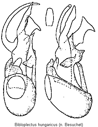 bibloplectus_hungaricus.gif