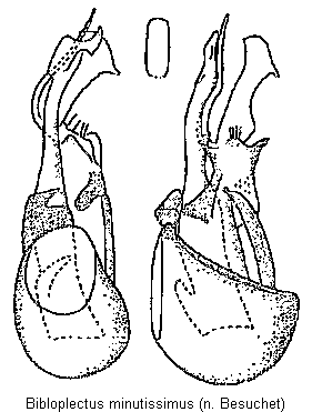 bibloplectus_minutissimus.gif