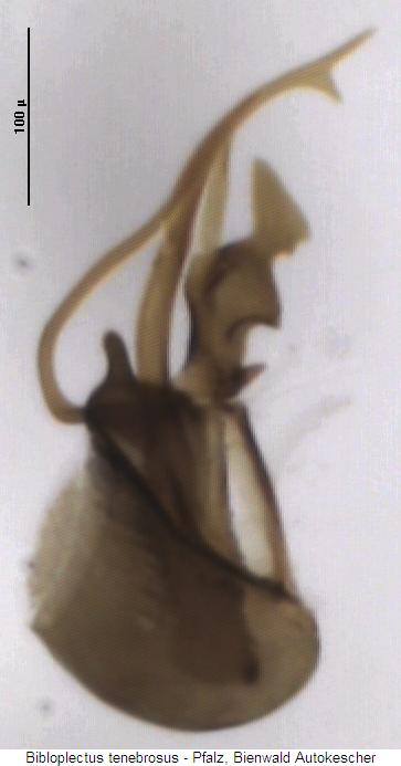bibloplectus_tenebrosus.jpg