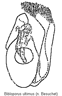 bibloporus_ultimus.gif