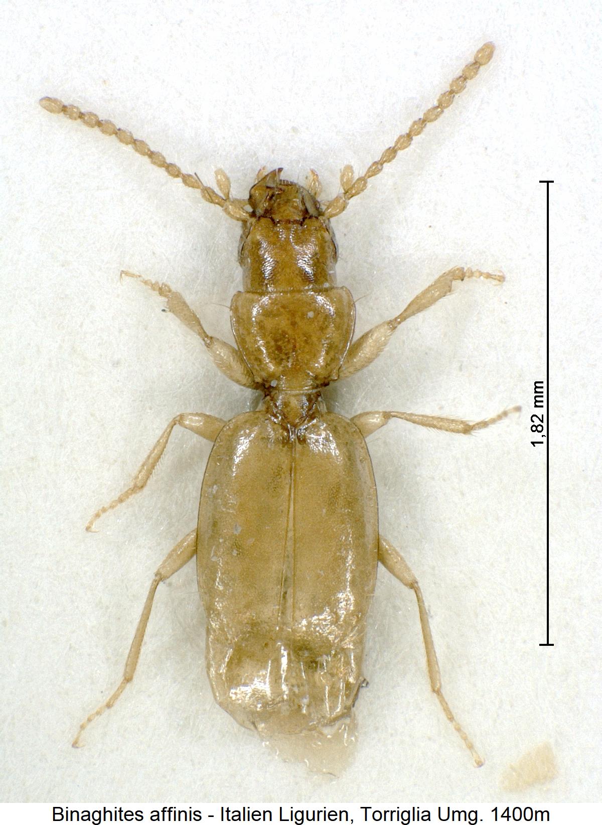 binaghites_affinis_hab.jpg