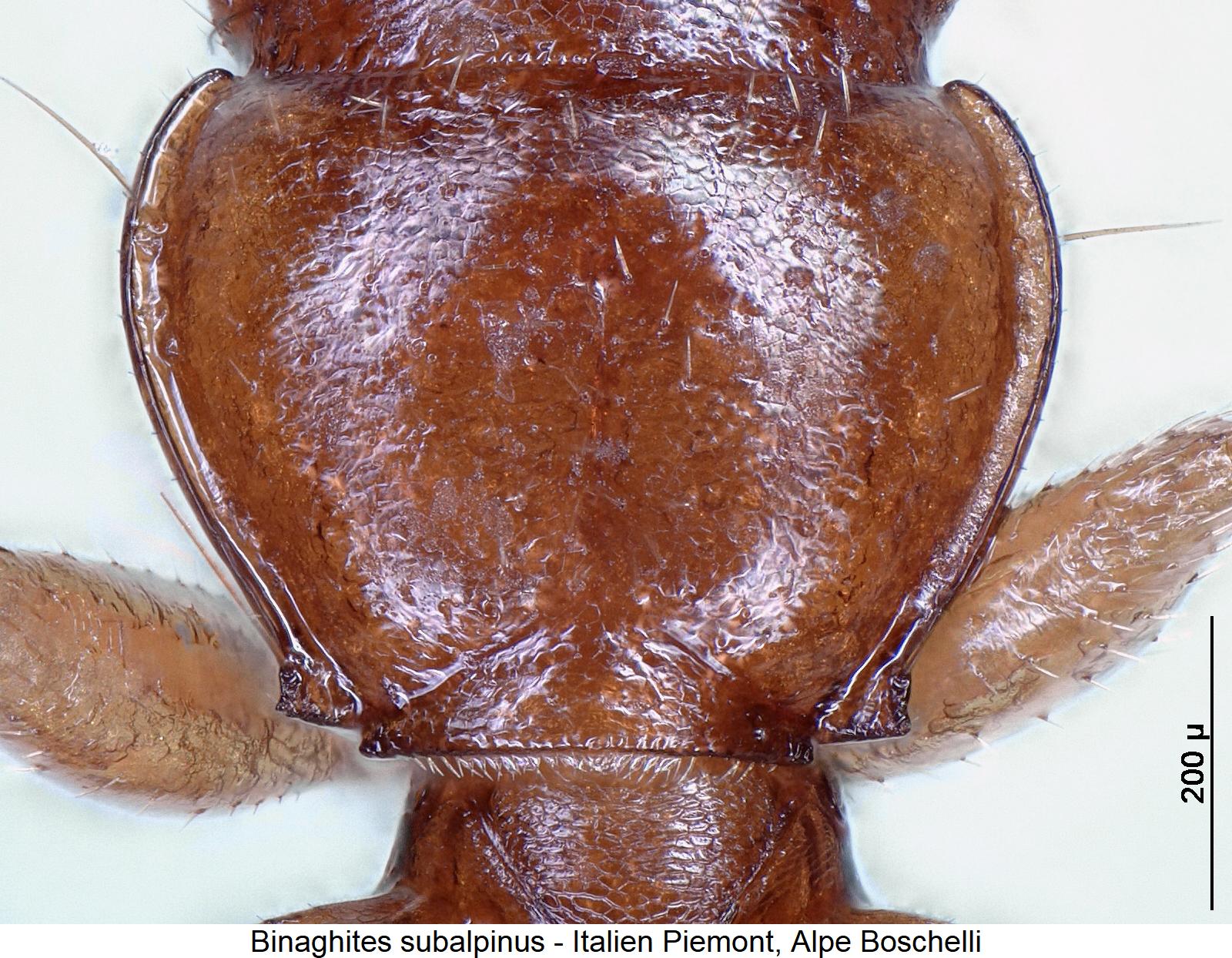 binaghites_subalpinus_hsch.jpg