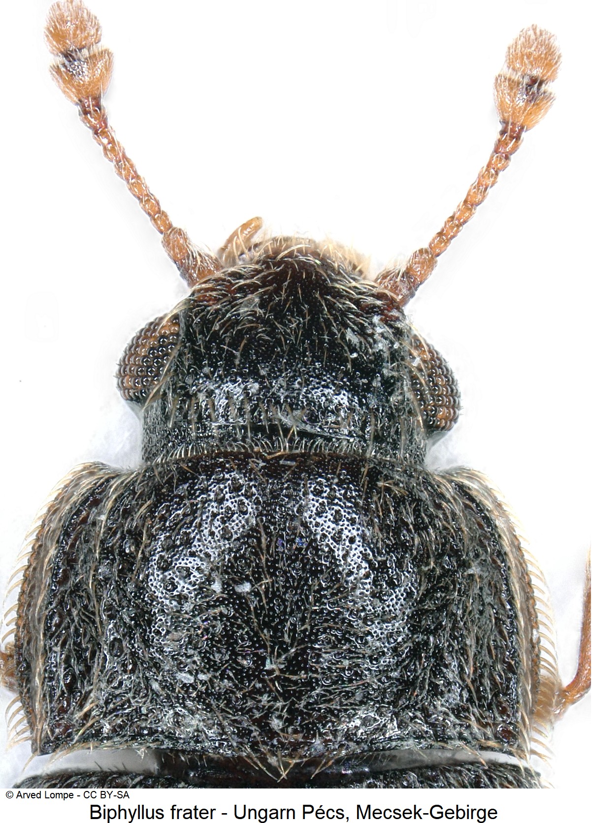 biphyllus_frater_ck37176079_vk.jpg