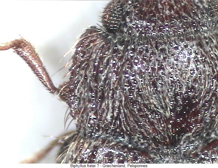 biphyllus_frater_vk.jpg