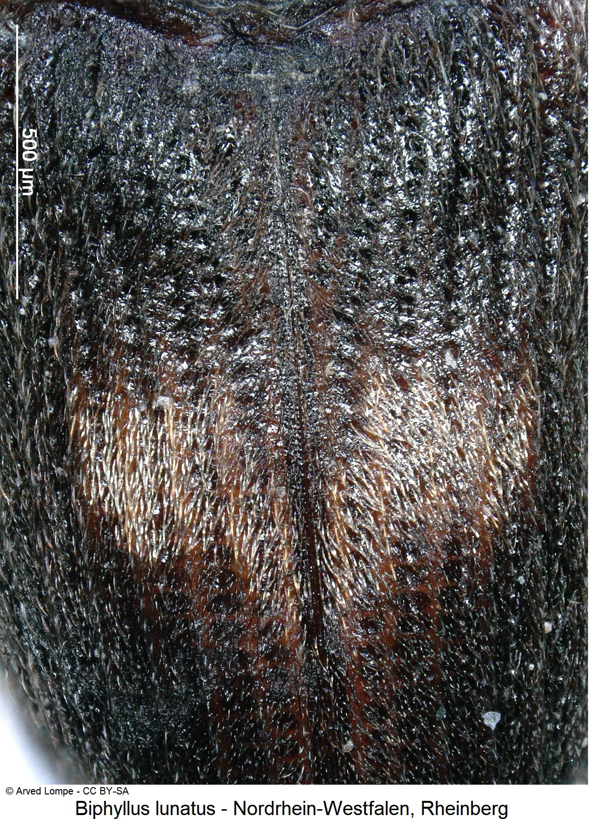 biphyllus_lunatus_ck24952_int.jpg