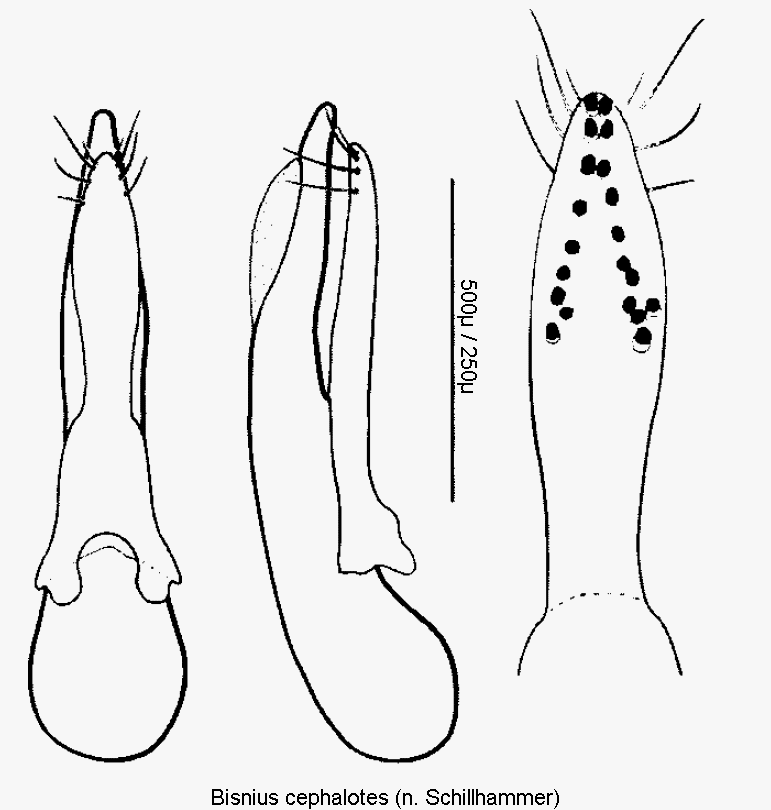 bisnius_cephalotes.gif