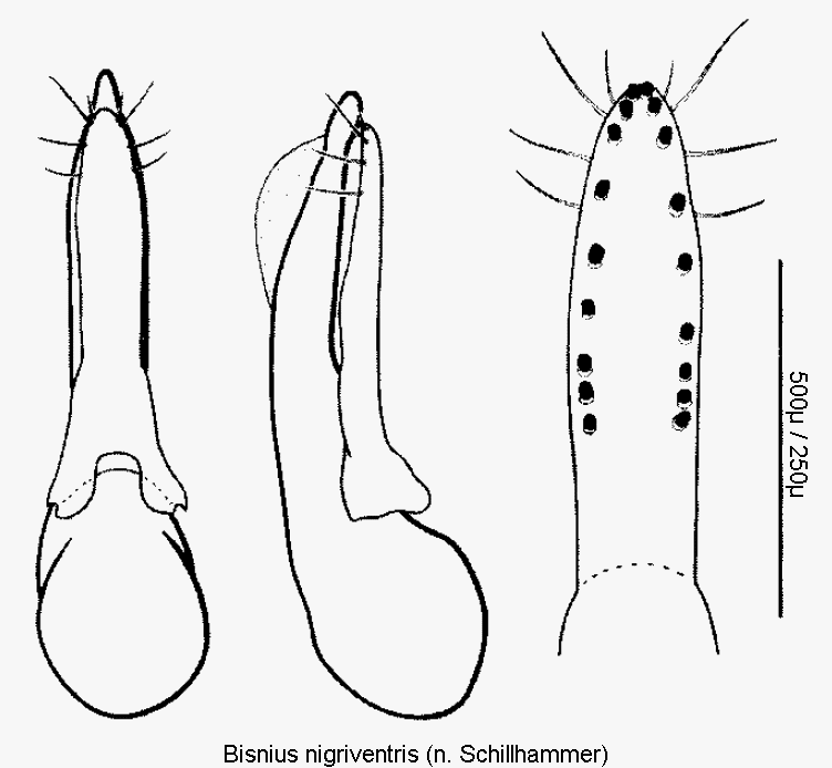 bisnius_nigriventris.gif
