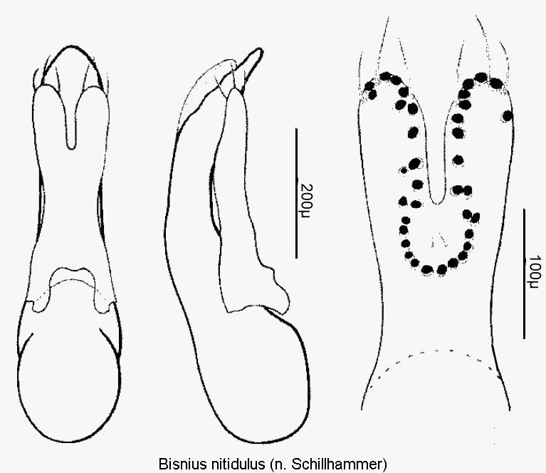 bisnius_nitidulus.gif