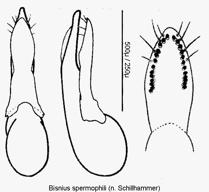 bisnius_spermophili.gif
