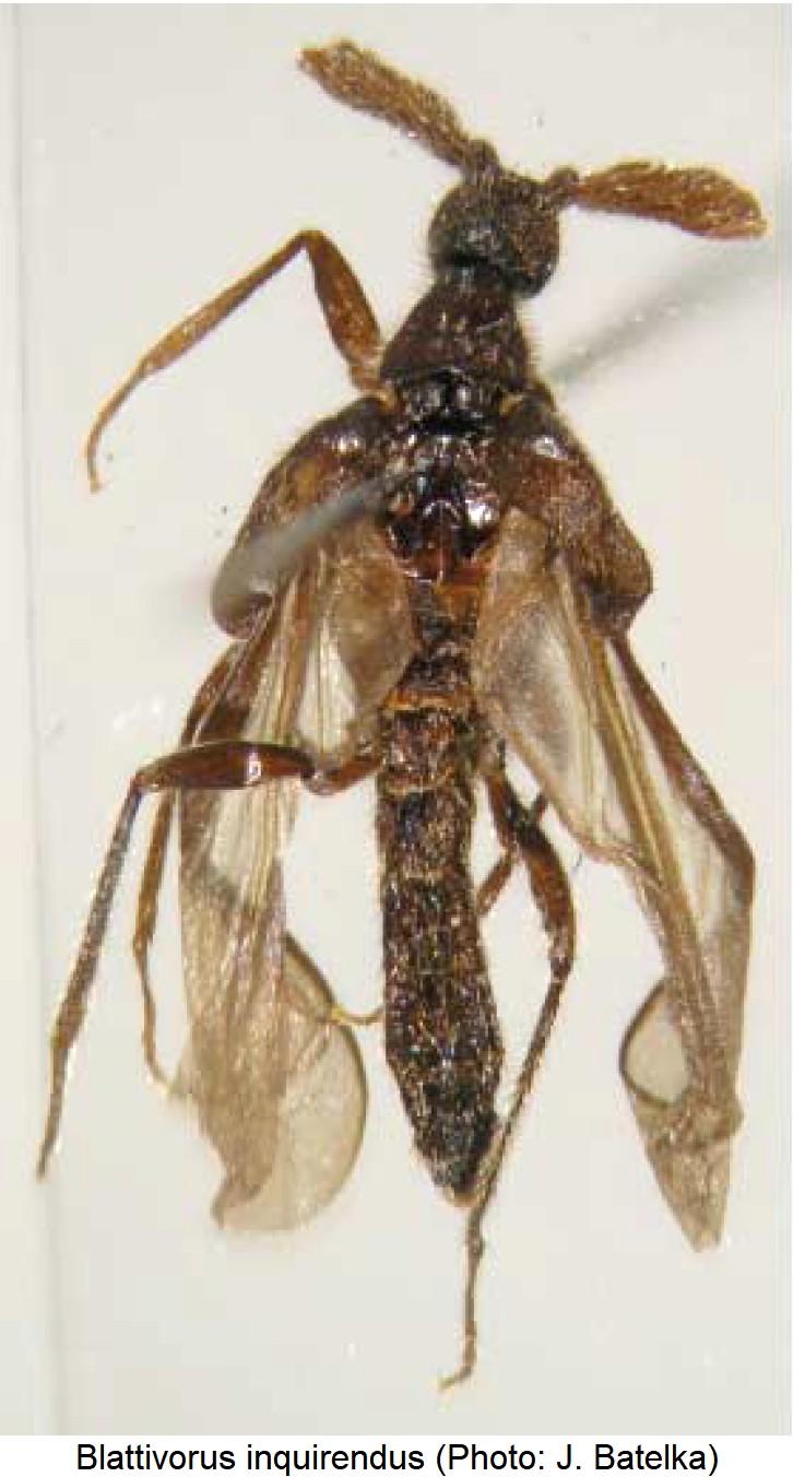 blattivorus_inquirendus_m_hab.jpg