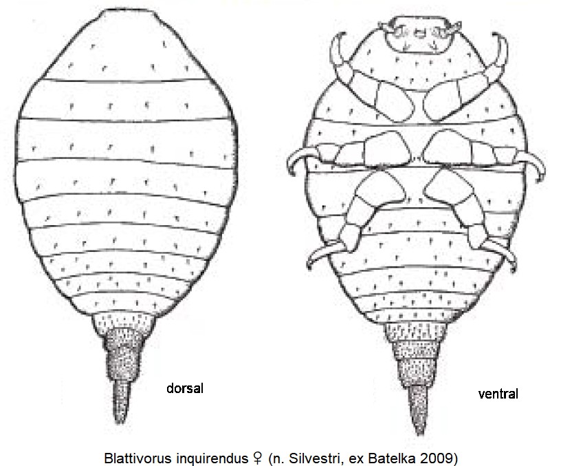 blattivorus_inquirendus_w_hab.jpg