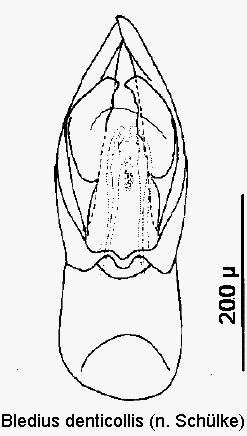bledius_denticollis1.gif