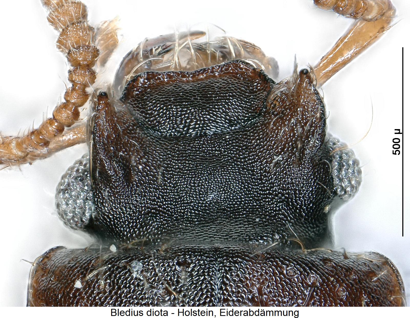 bledius_diota_k1.jpg