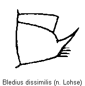 bledius_dissimilis_sa.gif