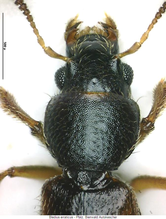bledius_erraticus_vk.jpg