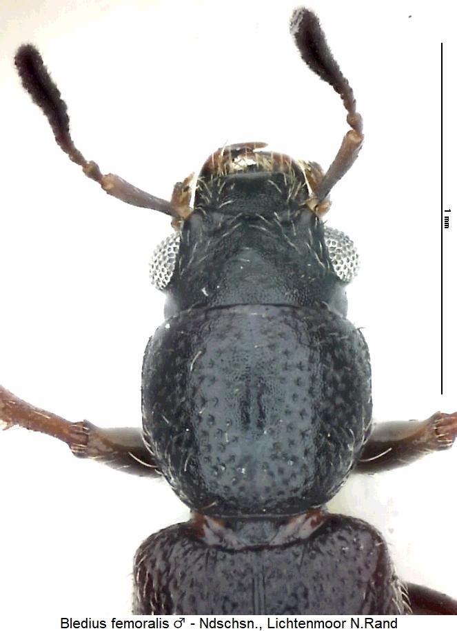 bledius_femoralis_vk.jpg